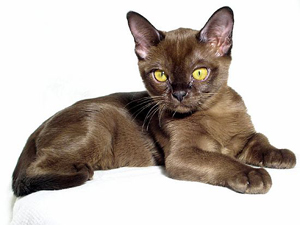 Бурманская котенок